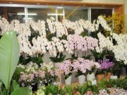 「花咲」　（福岡県福岡市南区）の花屋店舗写真2